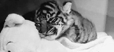Tigers Gif Find Share On Giphy