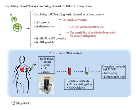 Circulating Micrornas As A Promising Biomarker Platform In Lung Cancer