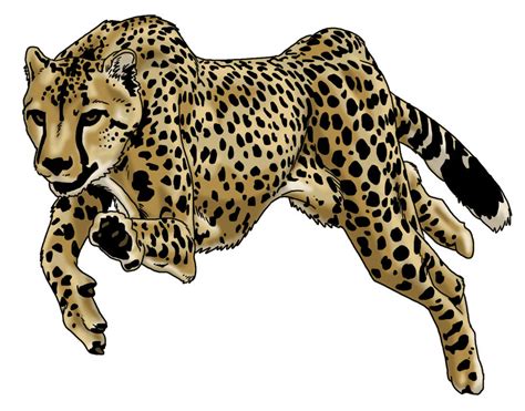 Cheetah Running By Prodigyduck On Deviantart