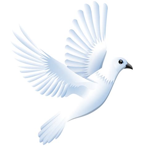 Pigeon Png Transparent Image Download Size 1969x1969px