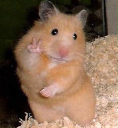 I hamster bilde app finner du alle søte hamster bilder og. Pin von Alexis Plencner auf Animal | Süße hamster, Süße ...
