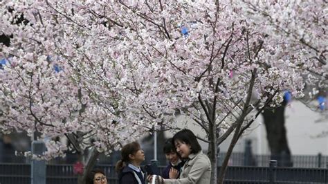 Photos Photos Japans Fleeting Panoply Of Cherry Blossoms Returns