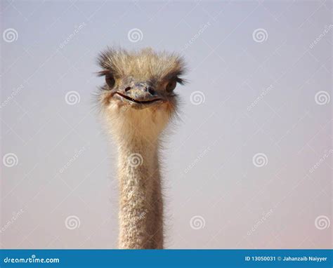 Funny Curious Ostrich Stock Image Image Of Funny Stare 13050031