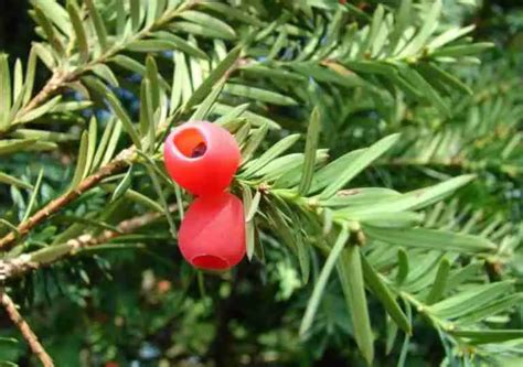 Tasso Taxus Baccata Caratteristiche Coltivazione E Tossicità