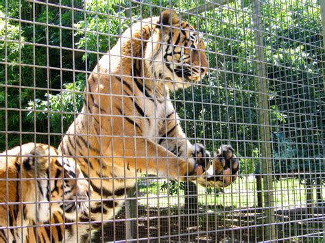 Animals in Captivity: Do Zoos Actually Educate Visitors? | SiOWfa15