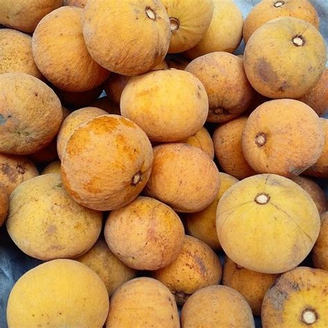 Learn these fruit names to increase your vocabulary words about fruits and fruits are a type of healthy food that grow on trees or on other types of plants and usually contain seeds. SANTOL | Fruit, Fruit garden, Tropical fruits