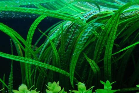 From the smallest cryptocoryne parva to the large cryptocoryne crispatula var. 26 Best Low Light Aquarium Plants in 2020 Reviewed