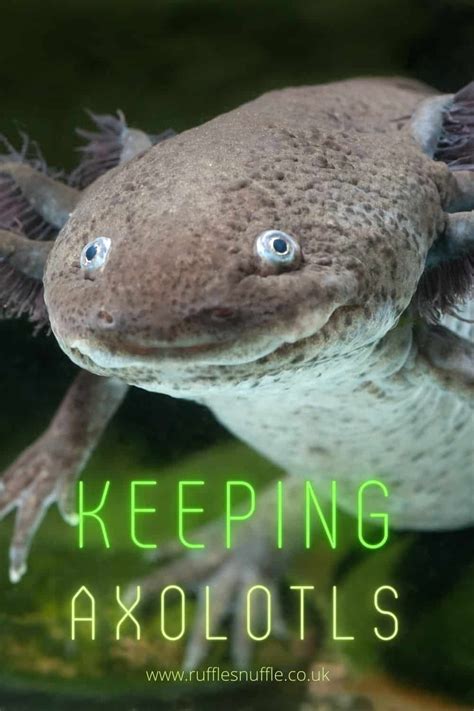 A Complete Guide To Keeping Axolotls From Origins Colours Habitat