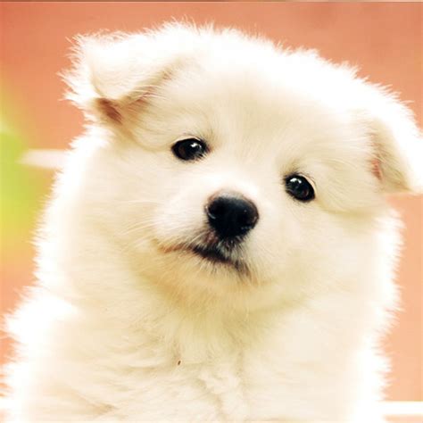 Cute Puppy Wallpaper Appstore For Android