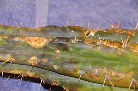 Moon cactus is a combination of two cacti that have been grafted together. HELP NEEDED: Torch cactus getting mushy and nearly black ...