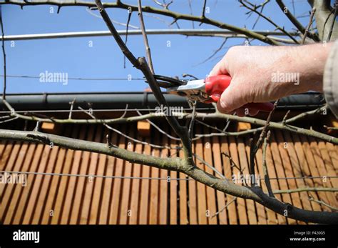 Apple Tree Espalier Pruning Stock Photo Alamy