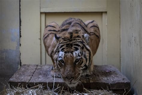 Ver más ideas sobre tigres, tigres uanl, tigres futbol. POLOGNE. Cinq tigres rescapés en route pour l'Espagne