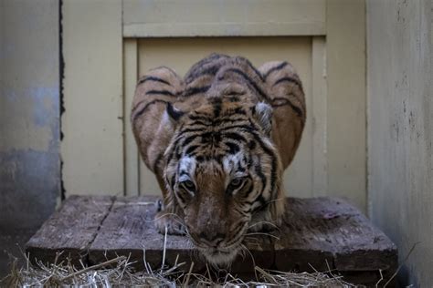 El partido la noche en nuestra casa no empezó bien, pues el rival nos quiso atacar desde el primer segundo y eso provocó que nos viéramos mermados en el. POLOGNE. Cinq tigres rescapés en route pour l'Espagne