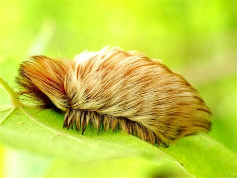 Fuzzy Caterpillar S Venomous Sting Causes Pain Nausea Patch PM