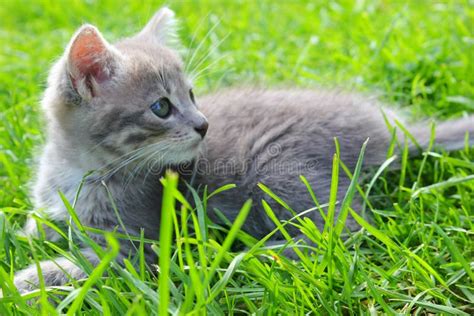 Kitten Enjoying Summer Stock Image Image Of Summer Beauty 73517535