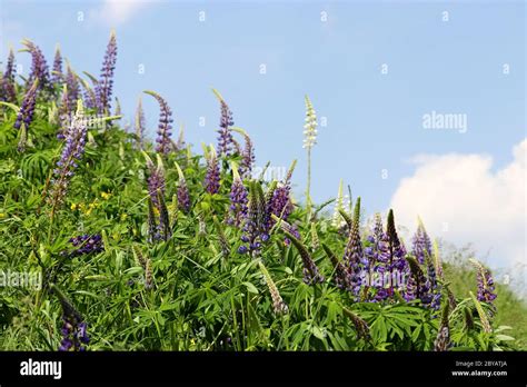 Flowers Of A Mountain Meadow Hi Res Stock Photography And Images Alamy