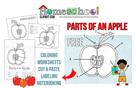 Parts Of An Apple Printables