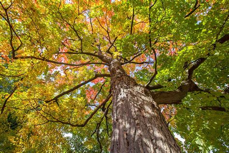 Maple Tree Growing Guides Tips And Information