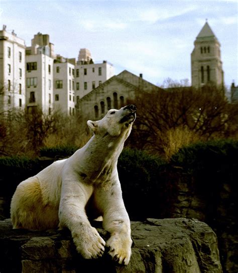 As time passed, however, it became apparent that the zoo was becoming woefully inadequate for residents. Central Park Zoo's beloved polar bear Gus dies after being ...