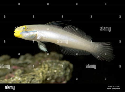 Blueband Glider Goby Hi Res Stock Photography And Images Alamy