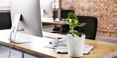Office Desk Plants Top 10 Best Plants For Your Desk At Work Ambius Uk