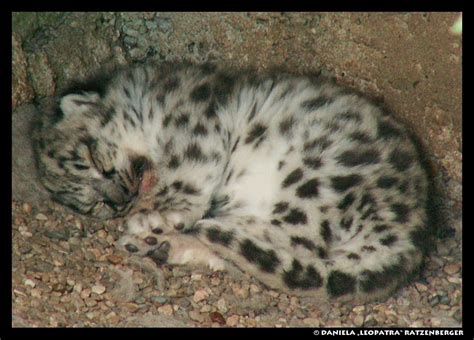 Sleeping Snow Leopard Baby By Leopatra Lionfur On Deviantart