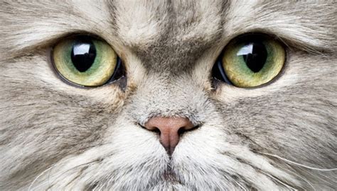 The Funniest Cats 3 Most Popular Cat Breeds