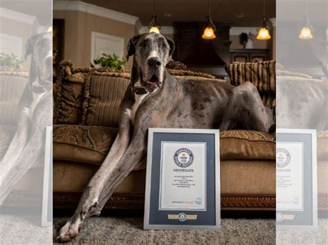 Meet Zeus The Great Dane Who Is Tallest Dog In The World According To
