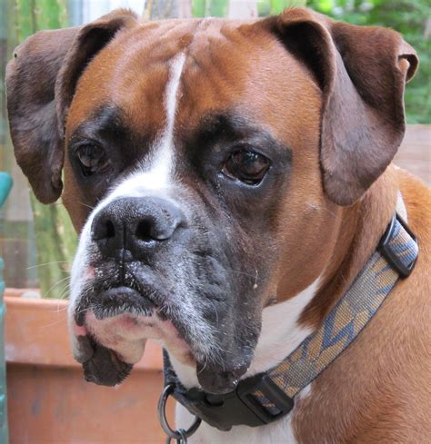 100 Year Old Boxer Dog Pictures