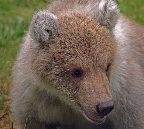 Kodiak Bear Cub By Moelyn Photos