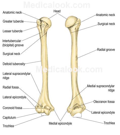 Shoulder And Arm Anatomy Bones At University Of Arizona