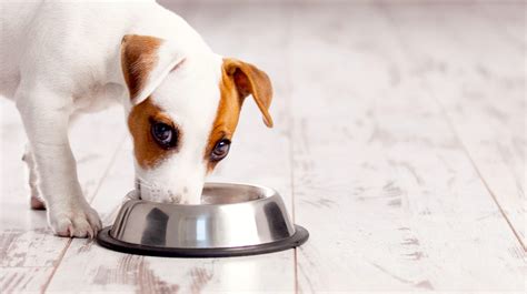 We all love our pets with have wholehearted cat foods ever been recalled? ⚠️ Dog Food Recalls 2019-2020: Is Your Brand on This List?