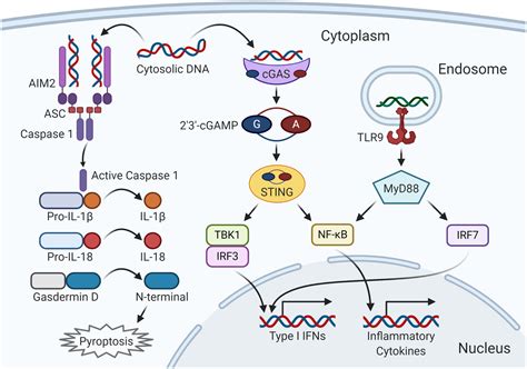 The Cgas‐sting Pathway The Role Of Self‐dna Sensing In Inflammatory