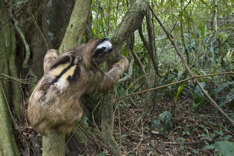 Male Sloth Speculum ️ Linked With Sexual Selection