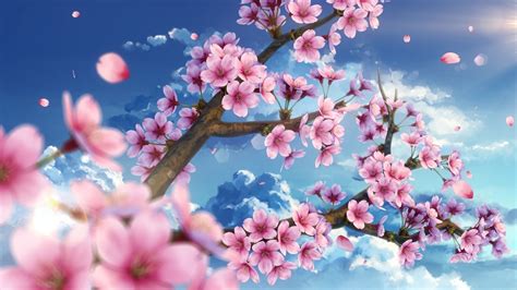 Sakura Tree Wallpaper K Anime Boy Imagesee