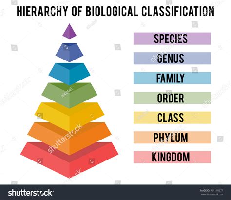 Hierarchy Biological Classification Major Taxonomic Ranks Stock Vector