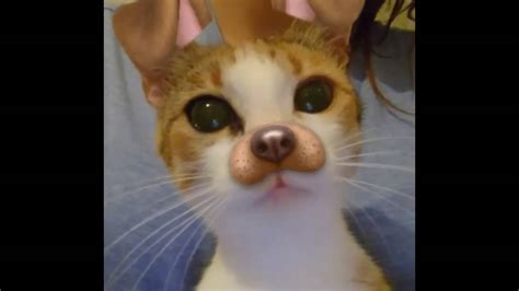 what snapchat filters work on cats