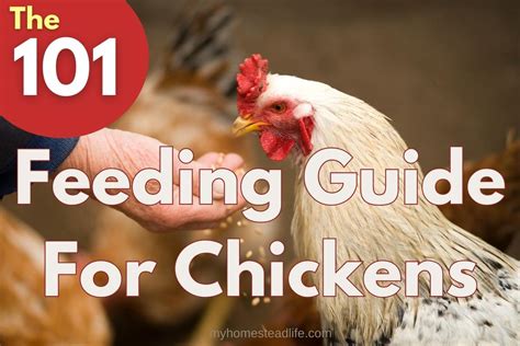 Feeding Guide For Chickens 101 My Homestead Life