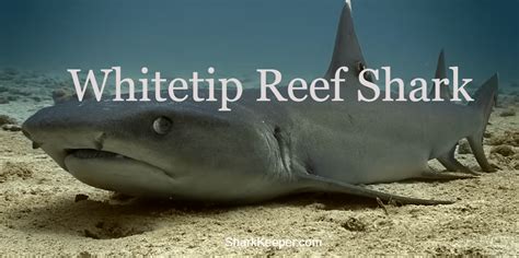 Whitetip Reef Shark Facts Description And Features Shark Keeper