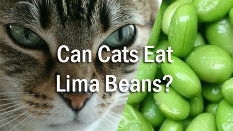 Well, grass offers them relief from a variety of issues. can cats eat lima beans | Pet Consider