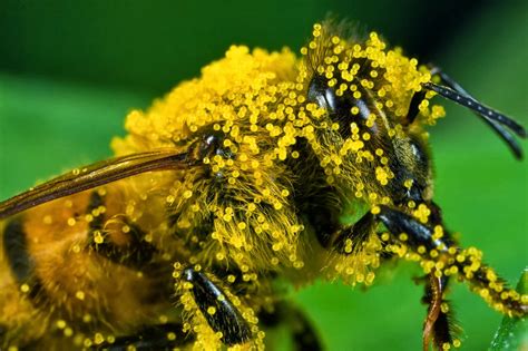 Given the huge variety of shapes, sizes, features and characteristics of both insects and flowers, and the the time of day also plays a role in attracting pollinators. 101 Proofs For God: #51 Pollination