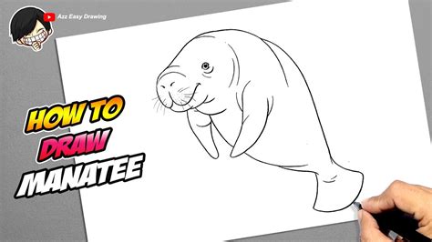 How To Draw Manatee