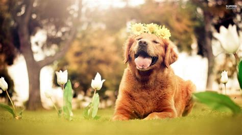 142 mobile walls 28 images 101 avatars 8 gifs. Golden Retriever Wallpapers - Wallpaper Cave