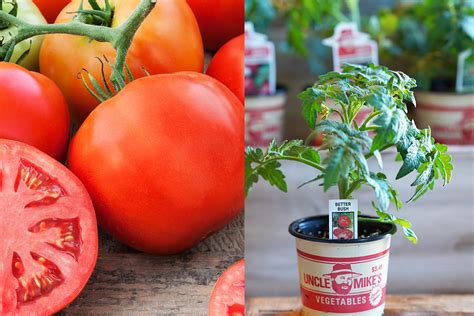 Mahoneys Garden Center Container Tomatoes
