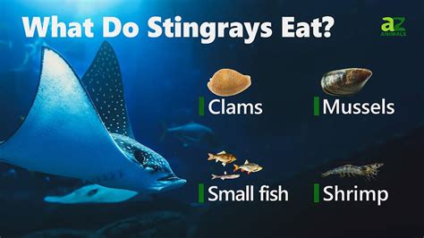 Stingray Fish Facts A Z Animals