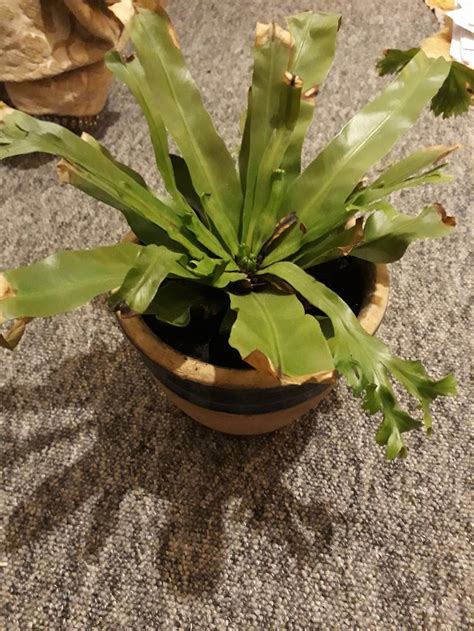 Check spelling or type a new query. Plant ID forum→Dying fern? - Garden.org