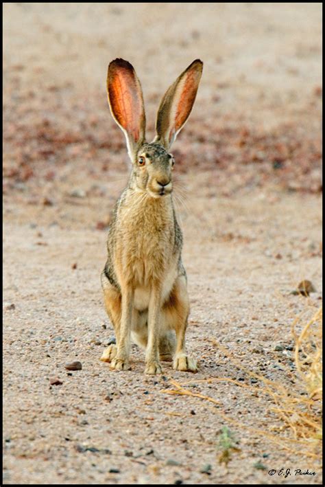 Antelope Jack Rabbitarizona