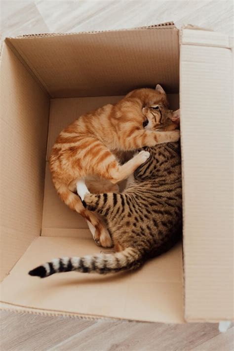 Why Do Cats Like Boxes The Mystery Explained