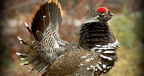 Best Ontario Canada Ruffed Or Sharp Tailed Grouse Hunting Packages