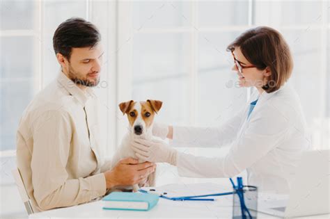 Cute Dog Poses At Vet Office Being Examined By Professional Vet Has